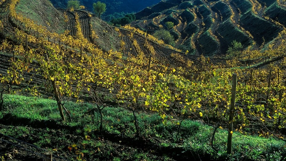 Importeur in der Schweiz des Weinproduzenten René Barbier – Clos Mogador