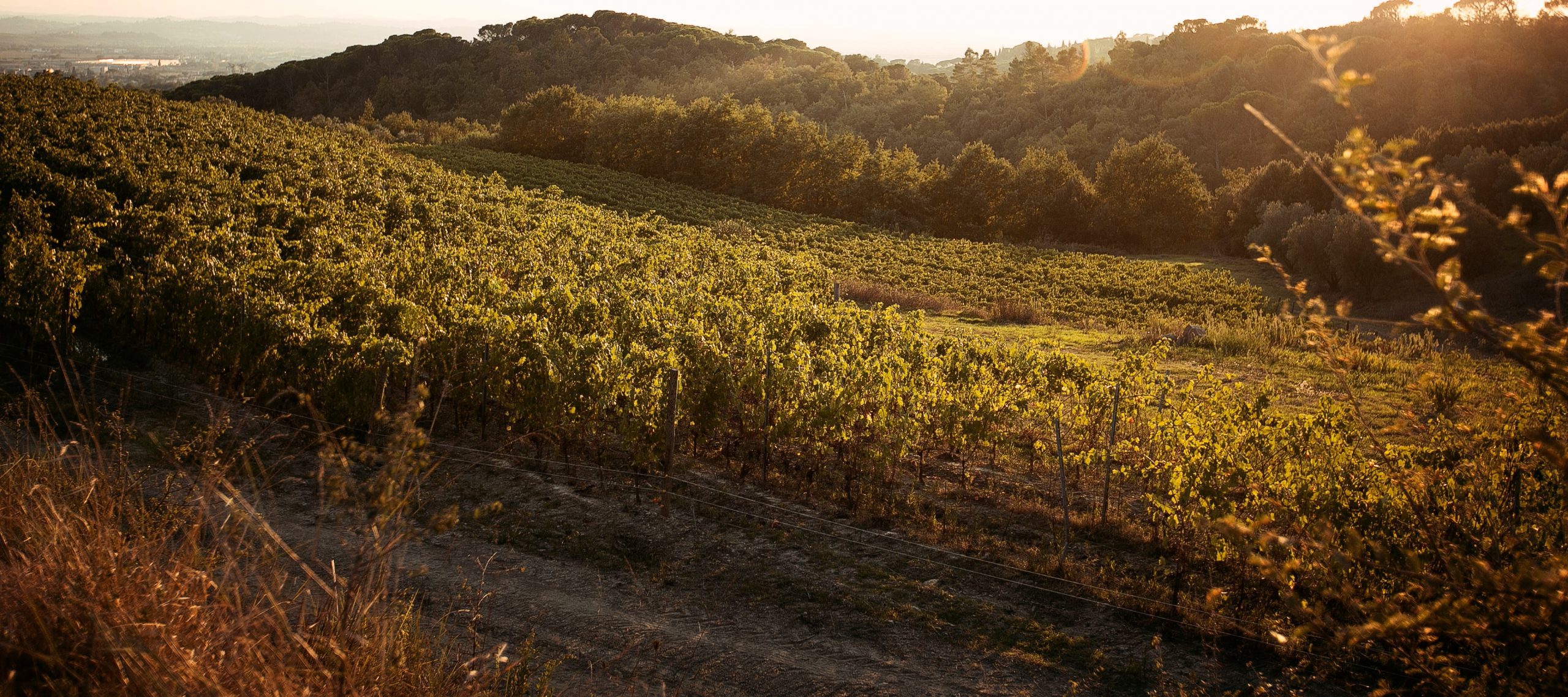 Importeur in der Schweiz des Weinproduzenten Cantagallo