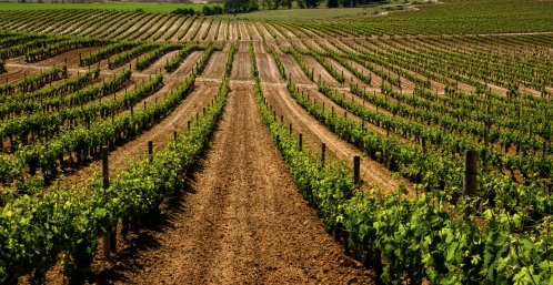 Importeur in der Schweiz des Weinproduzenten Winner Wines